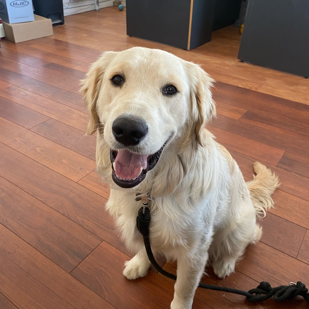 Meet your Posher, Jazz the GoldenBoy🦴